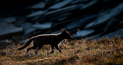 BB 13 0145 / Vulpes lagopus / Fjellrev